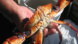 El Niño's Algae Blob From Hell Is Poisoning Seafood